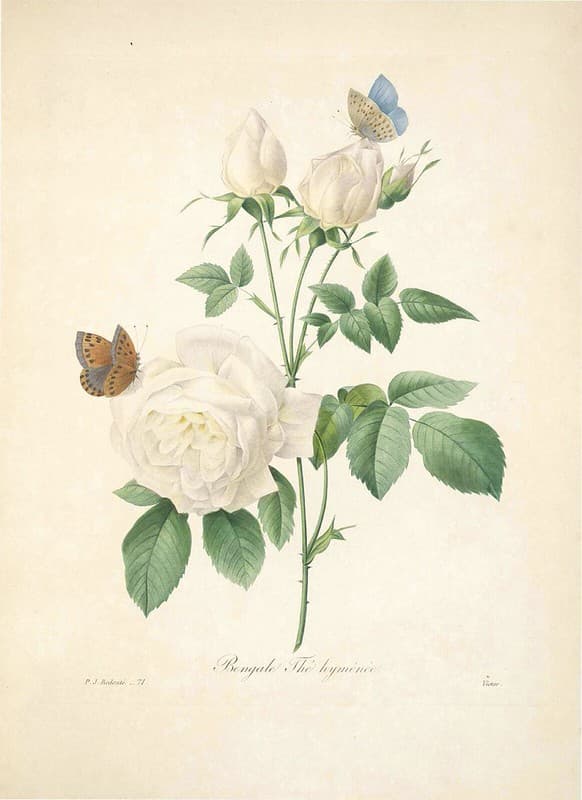 Bengale, botanical, botany