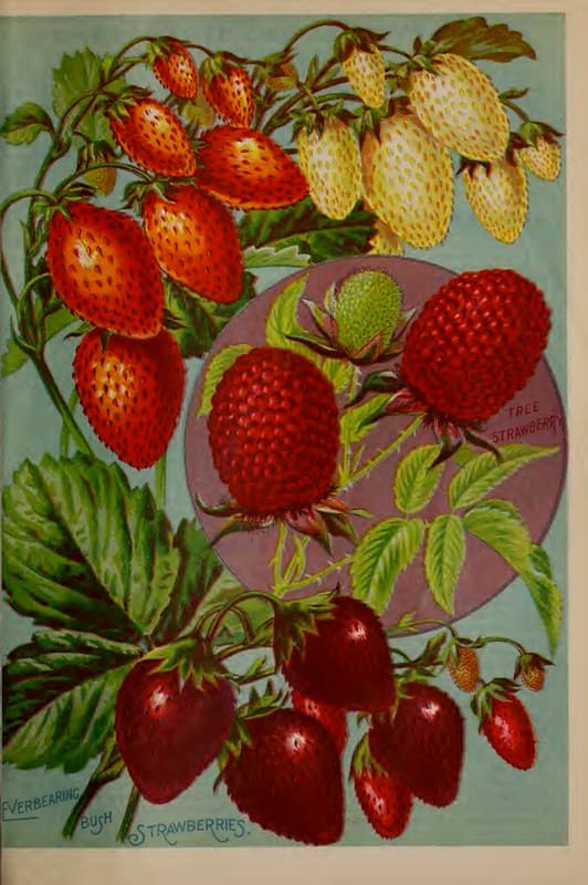 Botanical, botany, flowersorvegetables