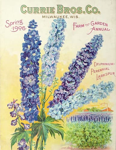 Delphiniums. Currie's Farm and Garden Annual (1906)
