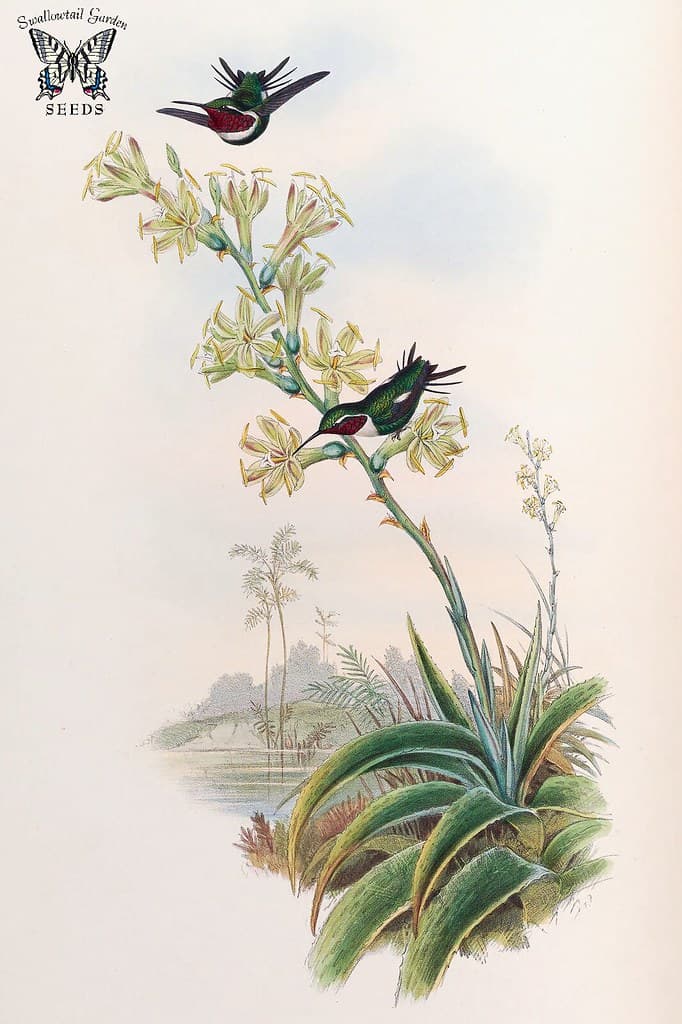 Thcentury, attractshummingbirds, botanical