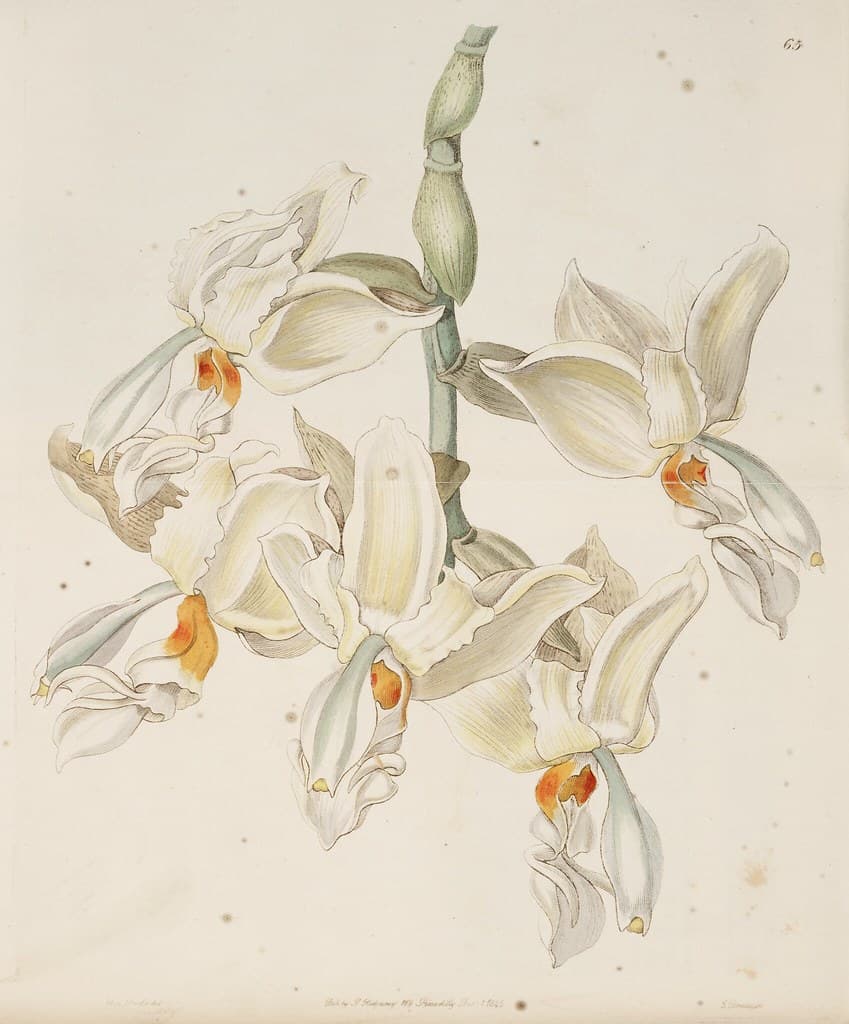 Thcentury, botanical, botany