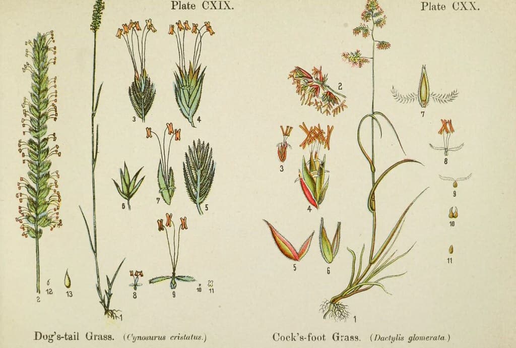 Botanical, botany, cynosurus