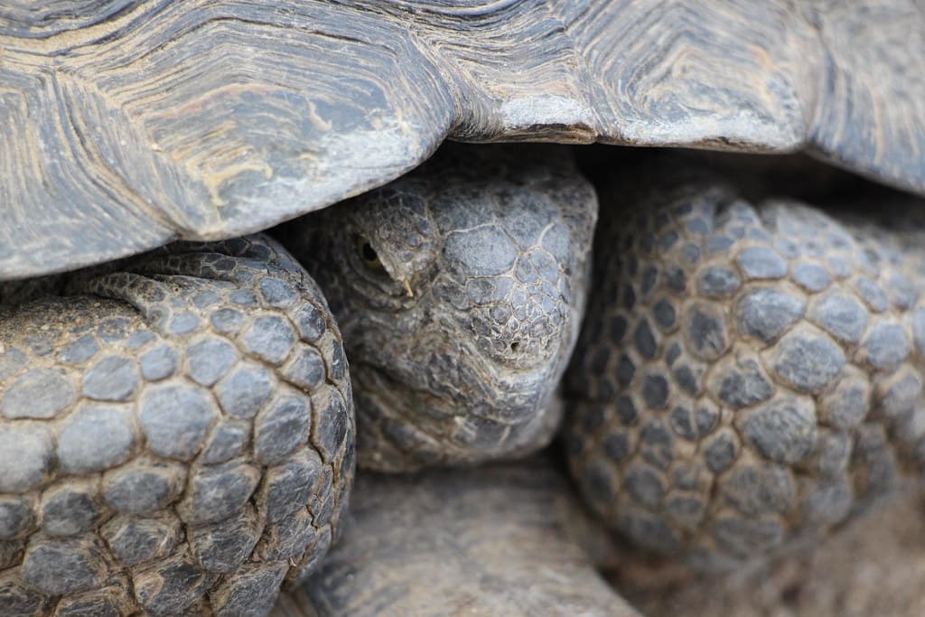 Male Desert Tortoise