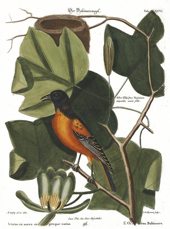 Bahamasbird, botanical, botany