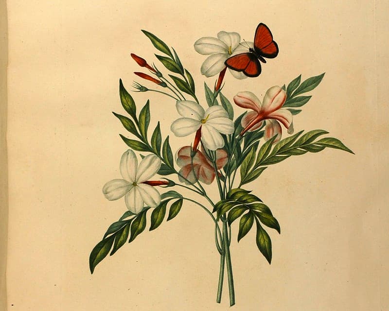 Annuals, botanical, botany