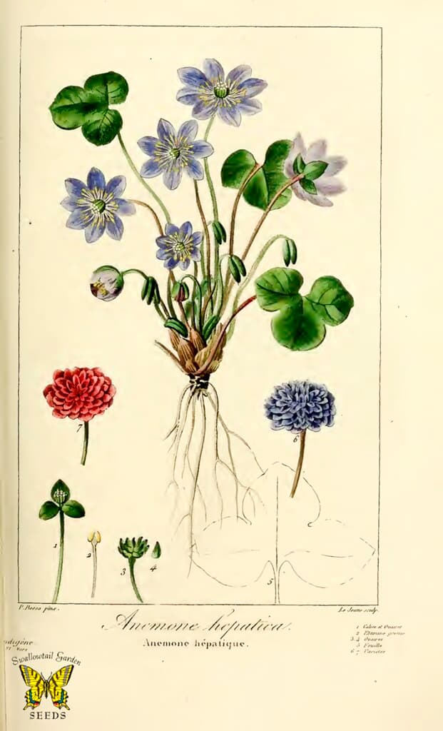 Thcentury, anemone, anemonehepatica