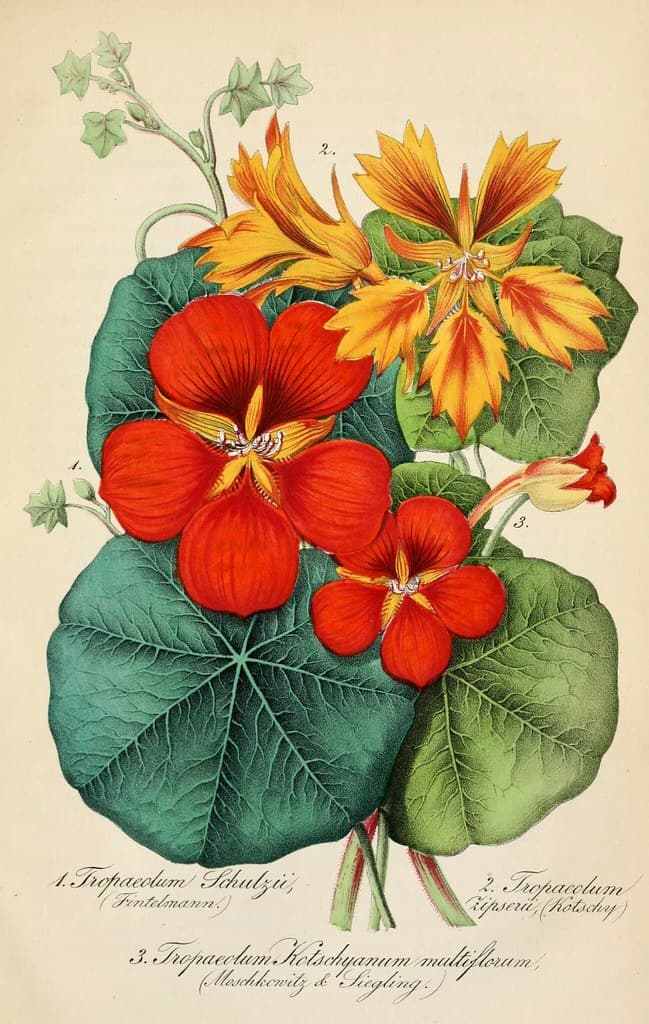 Annual, botanical, botany