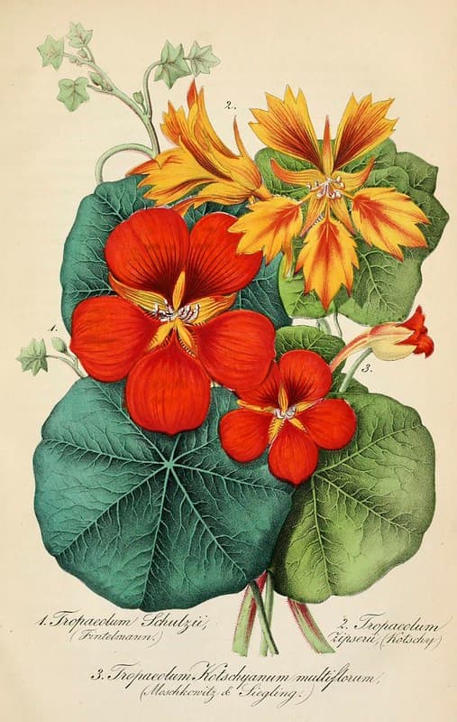 Annual, botanical, botany