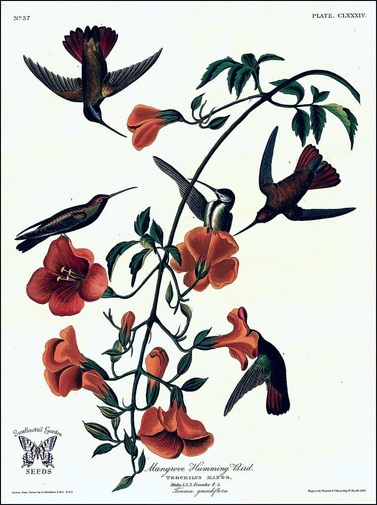 Thcentury, botanical, botany