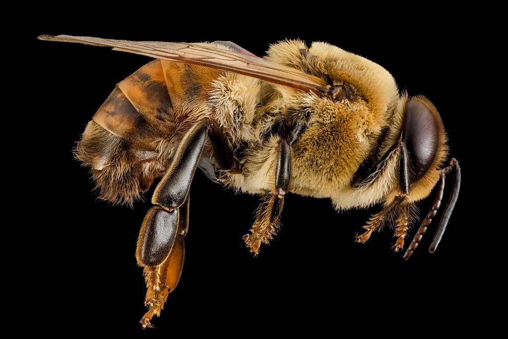 Honeybee drone, m, side, MD, pg county 2014-06-19-18.02.13 ZS PMax