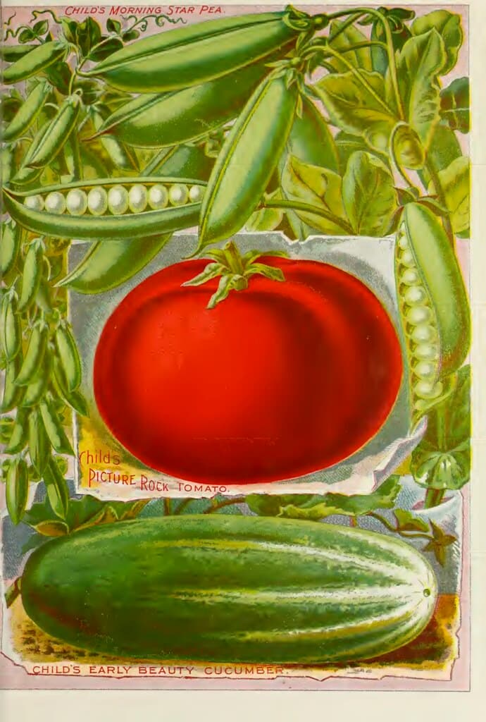Cucumber, tomato, peas. John Lewis Childs (1895)