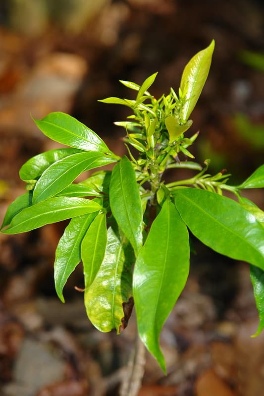 Glyphosate herbicide injury to coffee (Coffea arabica)