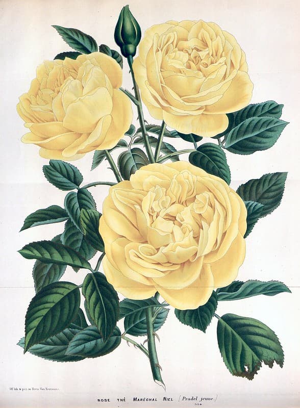 Thcentury, botanical, botany