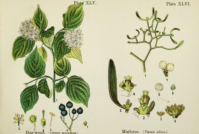 Dog-wood, and mistletoe.