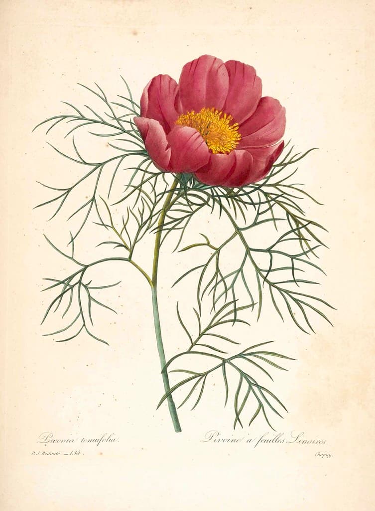 Botanical, botany, illustration