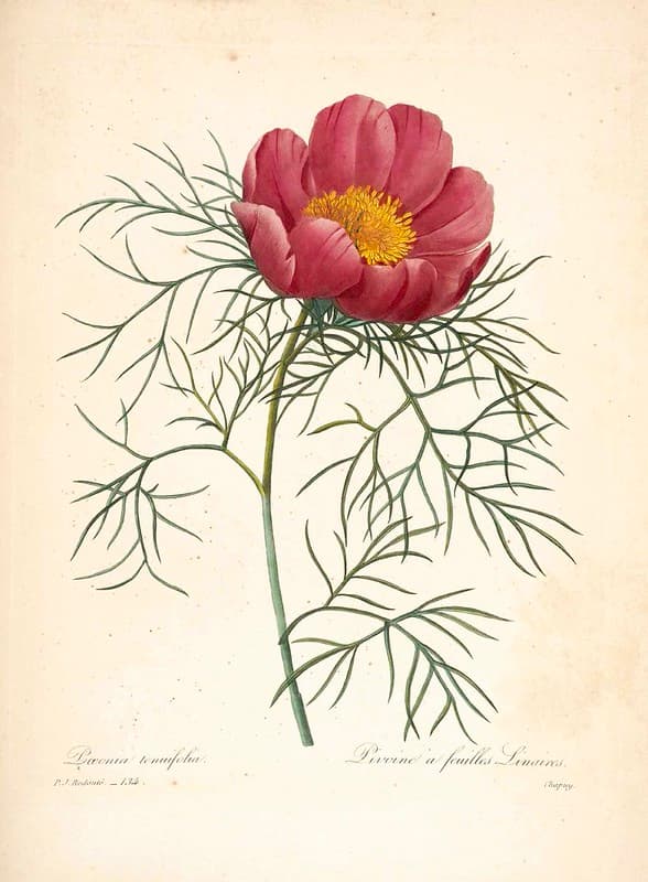 Botanical, botany, illustration