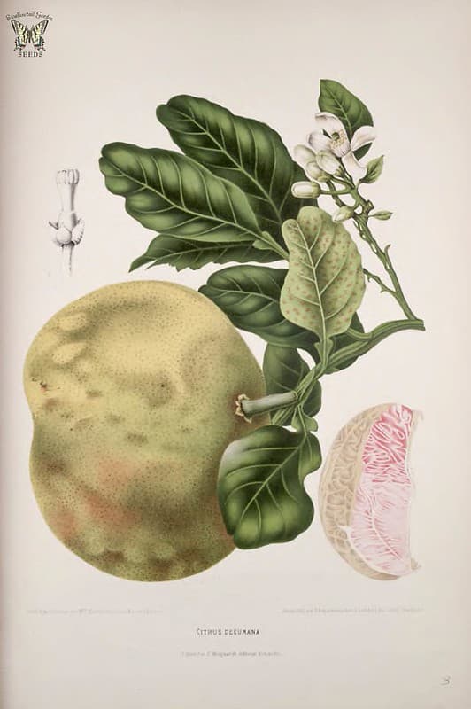 Thcentury, botanical, botany
