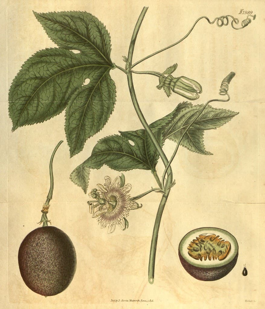 Passion Fruit, Purple Granadilla. Passiflora edulis.