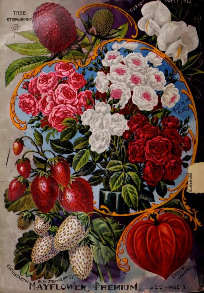 Botanical, botany, catalog