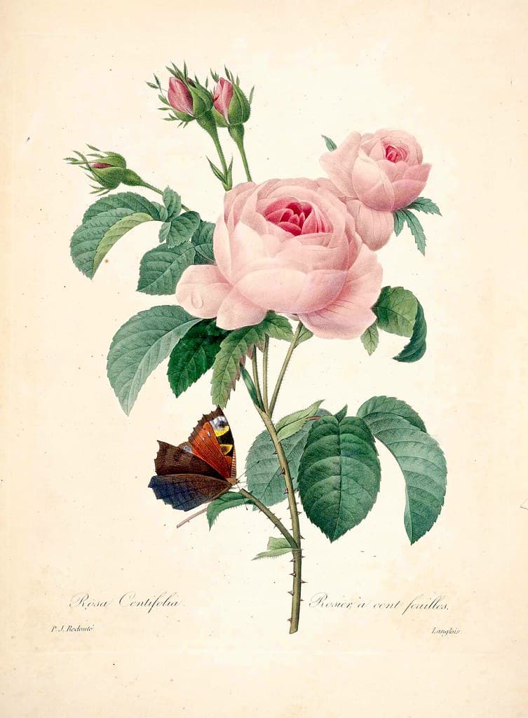 Botanical, botany, cabbagerose