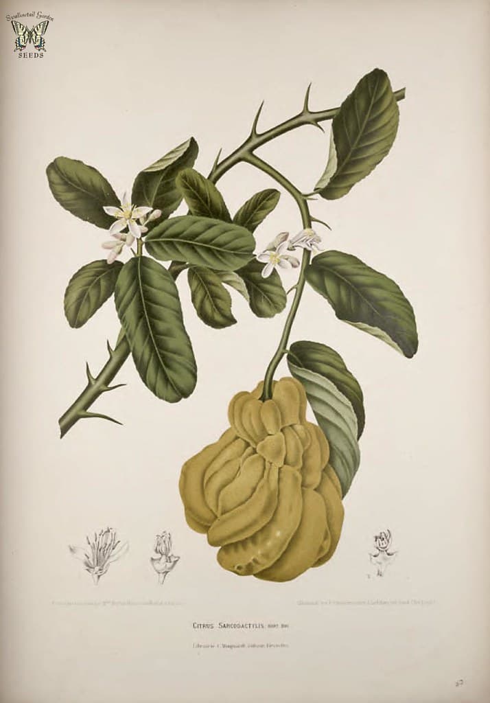 Thcentury, botanical, botany