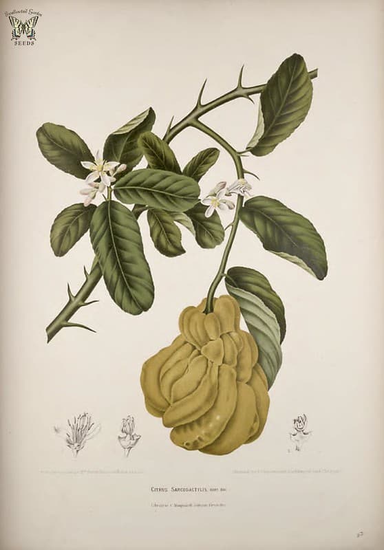 Thcentury, botanical, botany