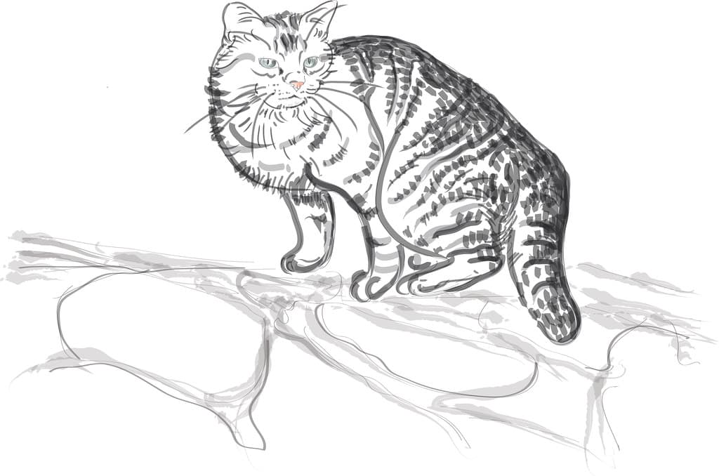 Striped cat