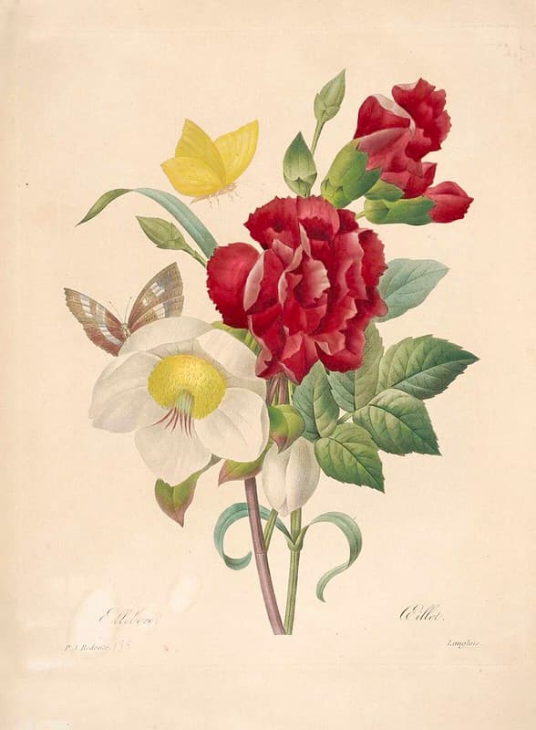 Botanical, botany, carnation