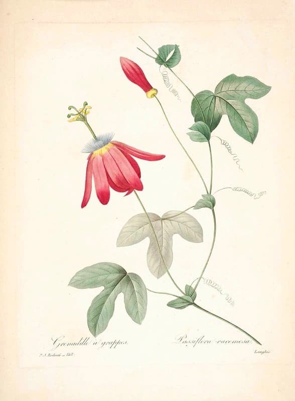 Botanical, botany, choix