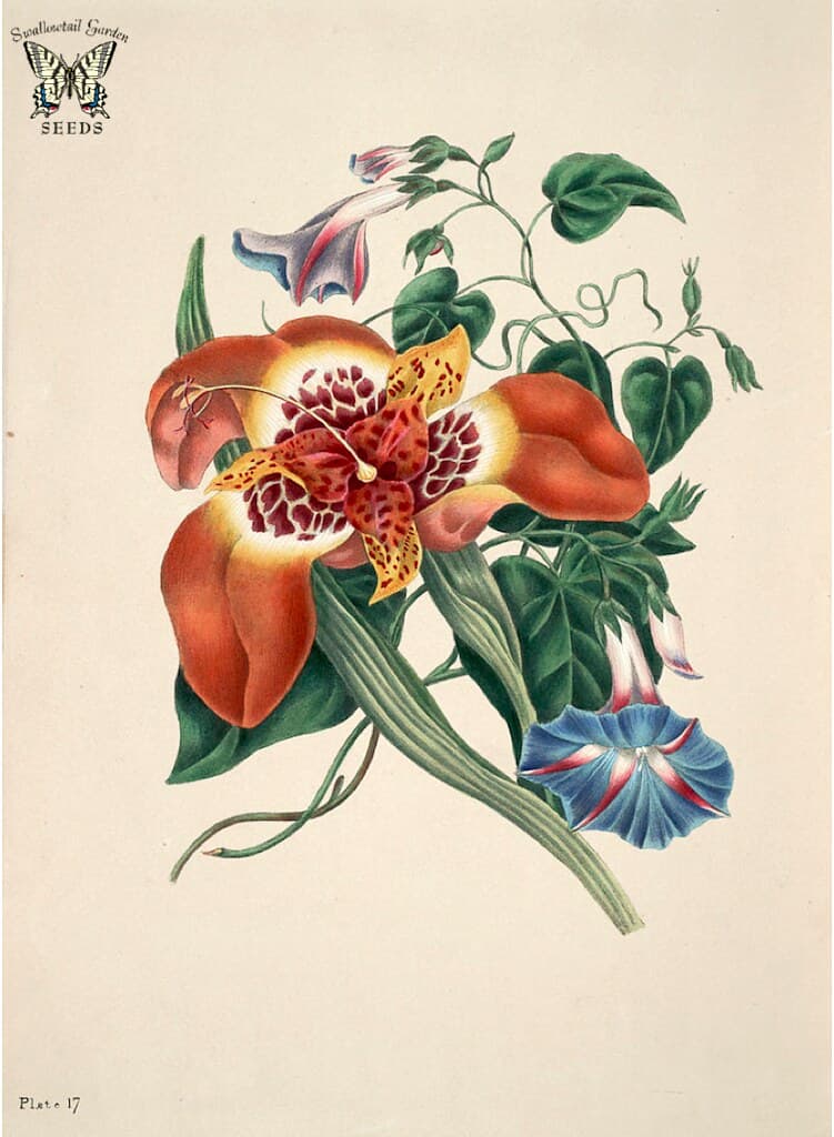 Thcentury, botanical, botany