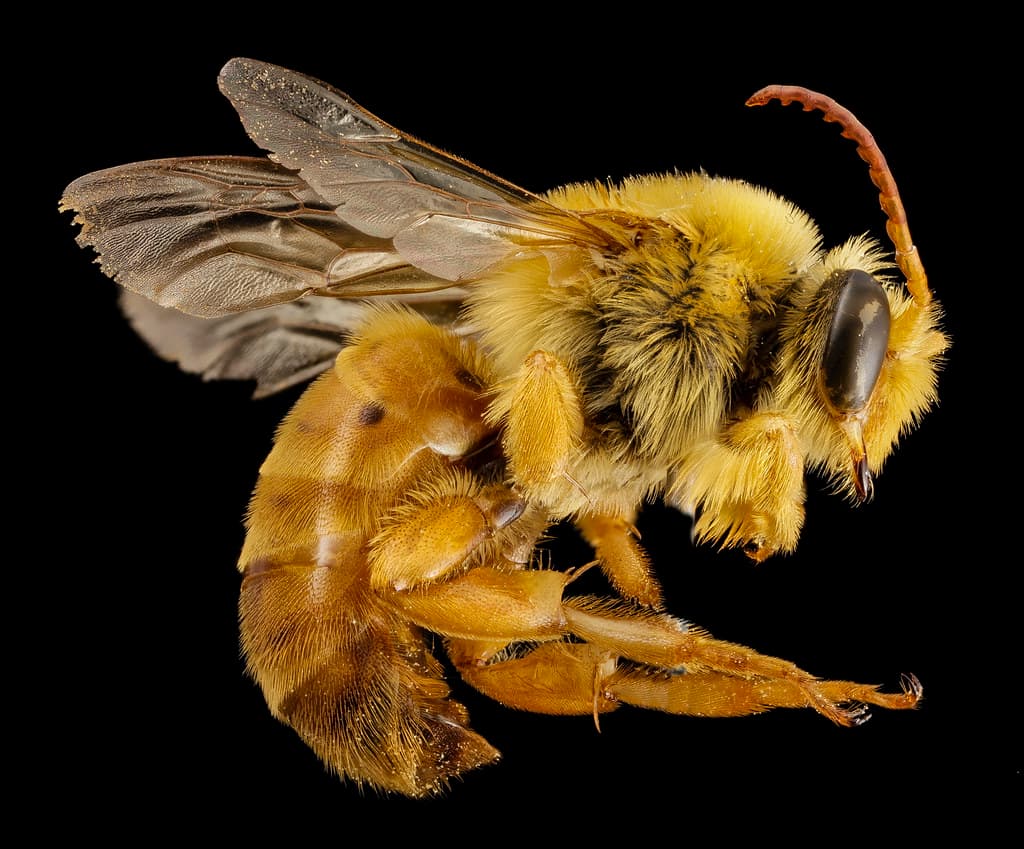 Anntennae, antenna, bee