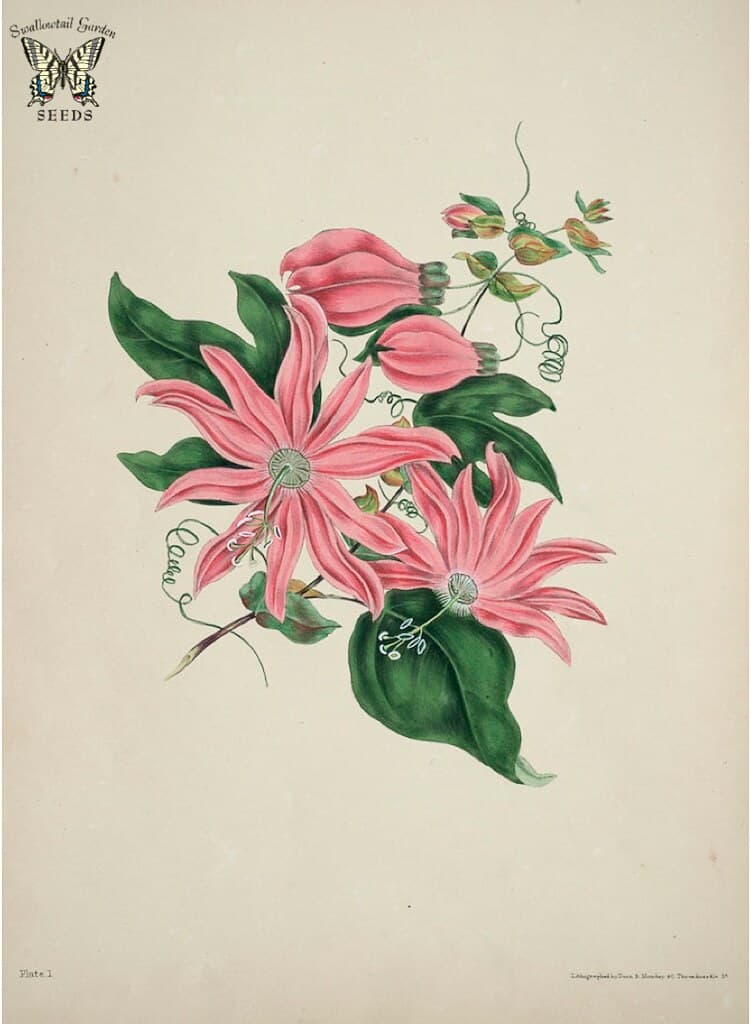 Thcentury, botanical, botany