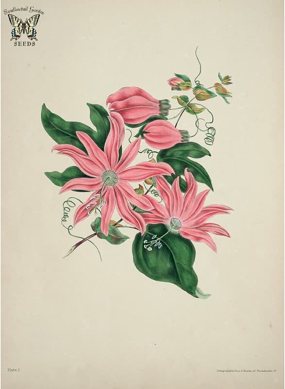 Thcentury, botanical, botany