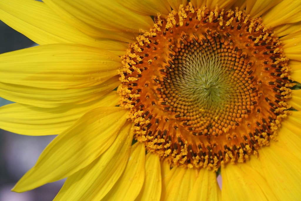 Sunflower