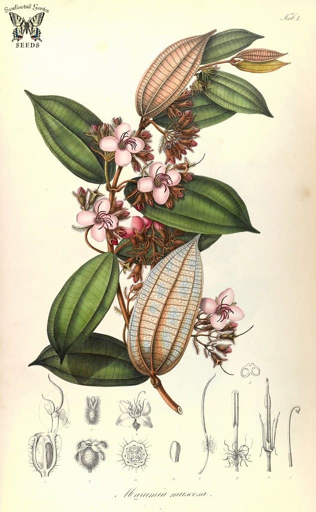 Thcentury, botanical, botany