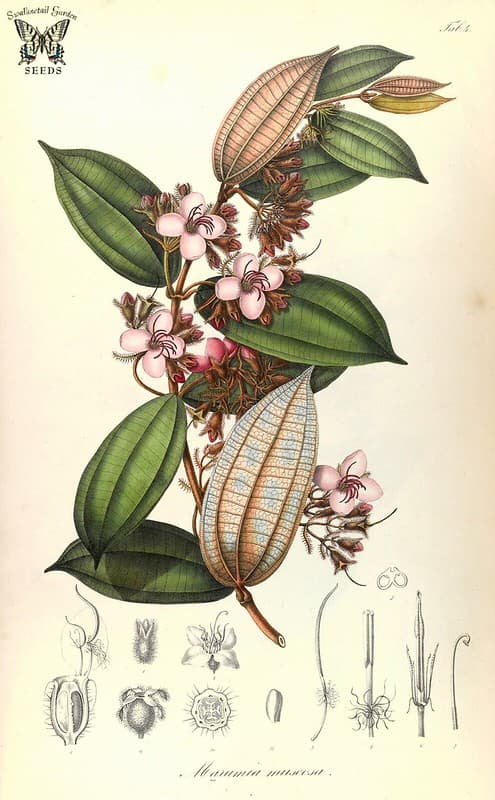 Thcentury, botanical, botany
