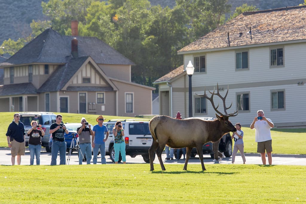 People too close to bull elk