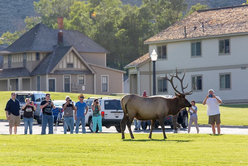 People too close to bull elk