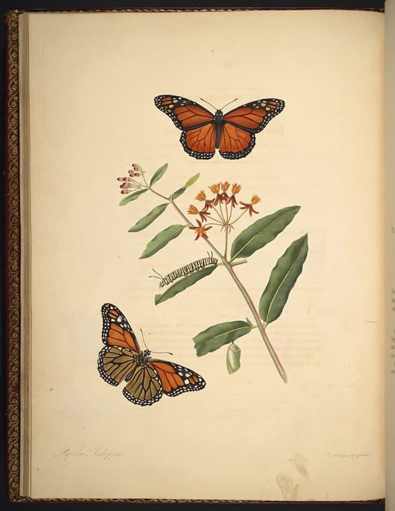 Asclepias, botanical, botany