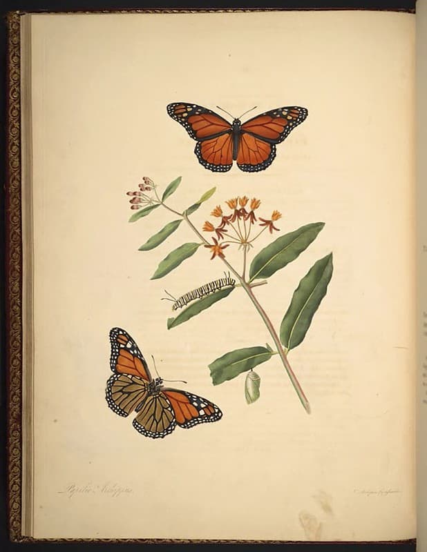 Asclepias, botanical, botany