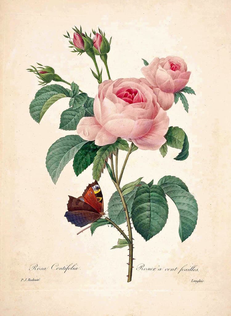 Botanical, botany, botanyillustration