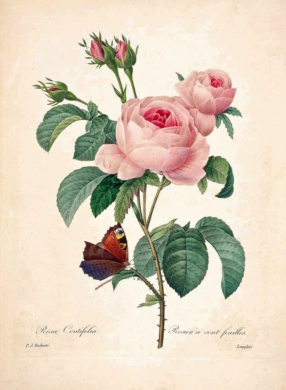 Botanical, botany, botanyillustration