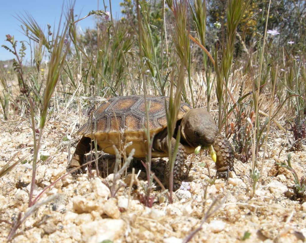 Baby Desert Tortoise Eating