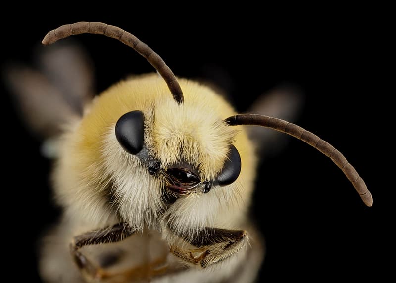 Bee cute furry face, m, argentina, face 2014-08-07-18.21.23 ZS PMax
