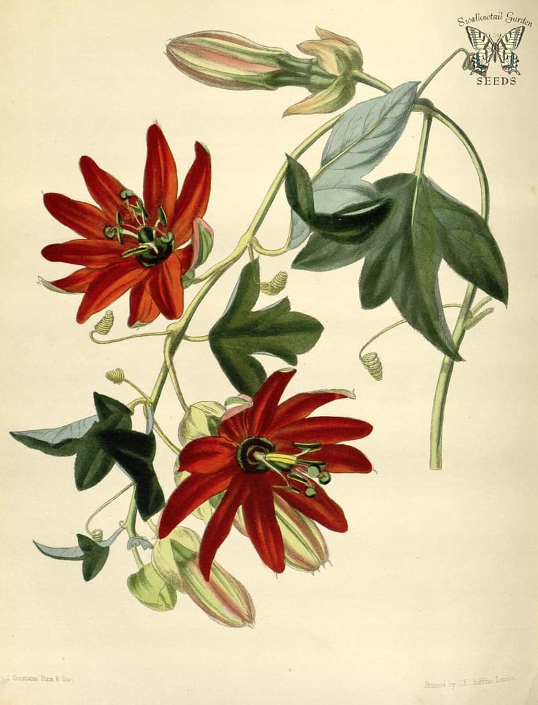 Botanical, botany, domain