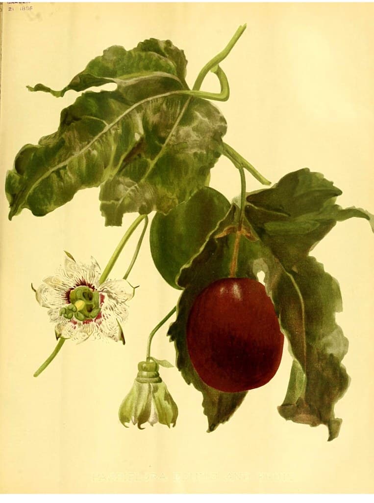 Botanical, botany, climbingvine