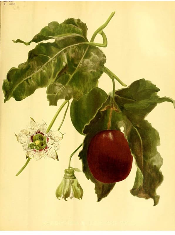 Botanical, botany, climbingvine