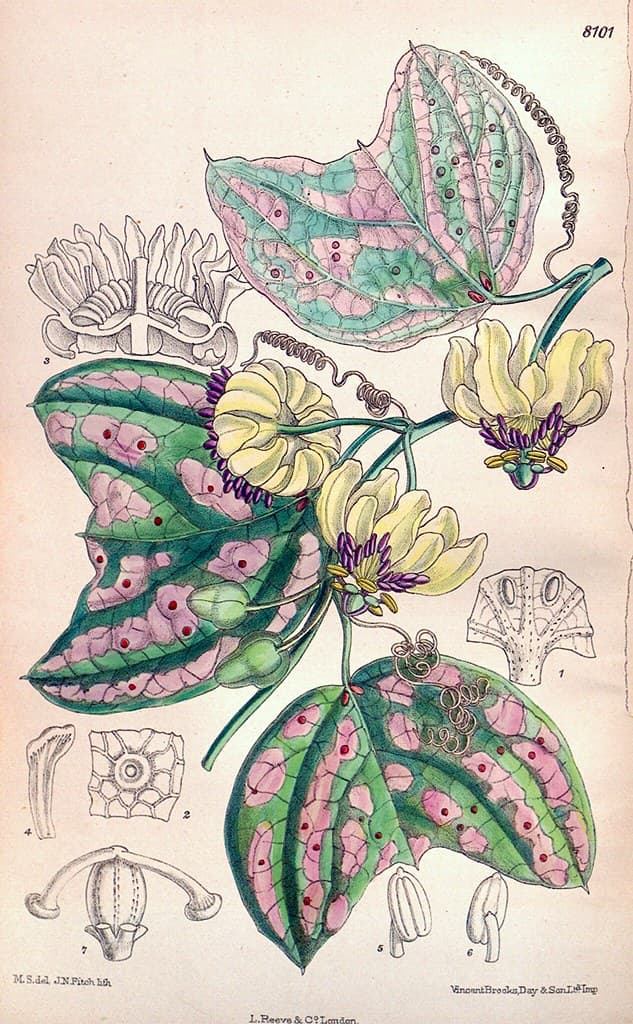 Botanical, botany, climbing