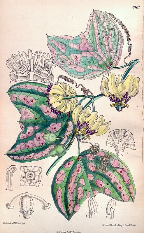 Botanical, botany, climbing