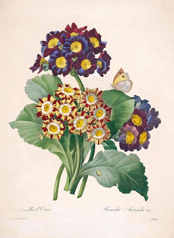 Botanical, botany, botanyillustration